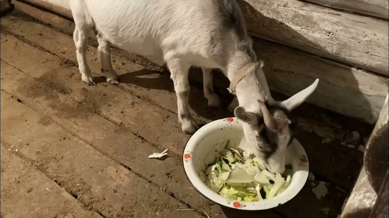 Козлята пасутся. Видео козьем. Камерунский козлик. Камерунский козел. Камерунская порода коз.