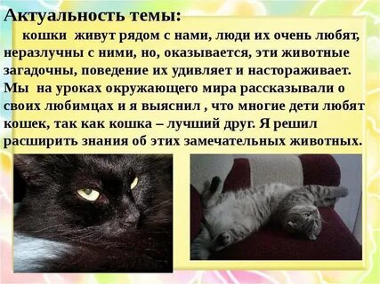 Заводить ли кошку