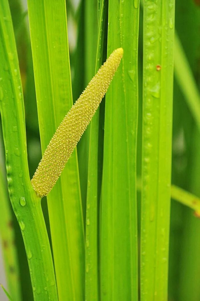 Аир фон. АИР обыкновенный - Acorus Calamus. АИР болотный (Acorus Calamus). АИР обыкновенный (а. болотный) - Acorus Calamus.. АИР обыкновенный болотный.