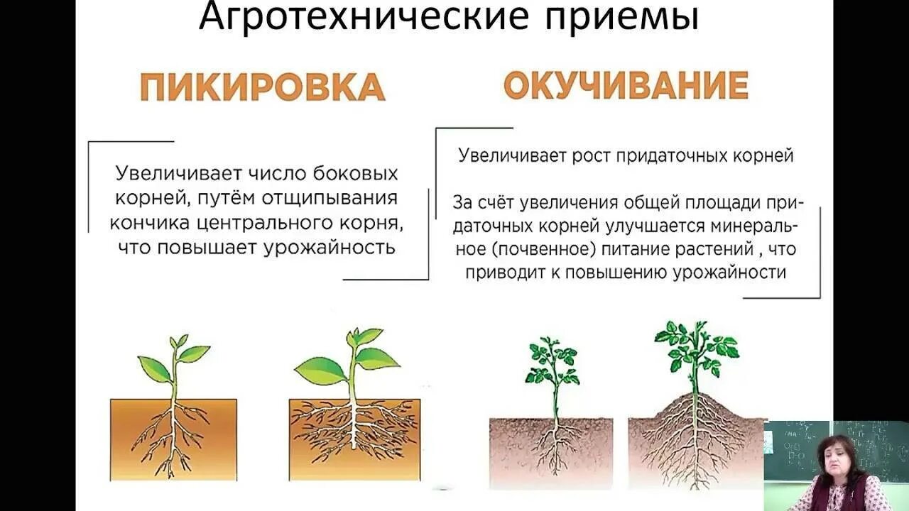Как растения используют корни