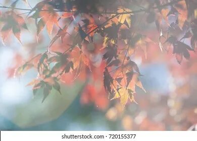 Leaves start falling. Leaves start falling