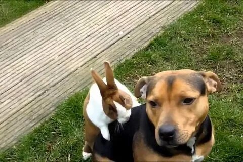Смешные видео про животных на русском