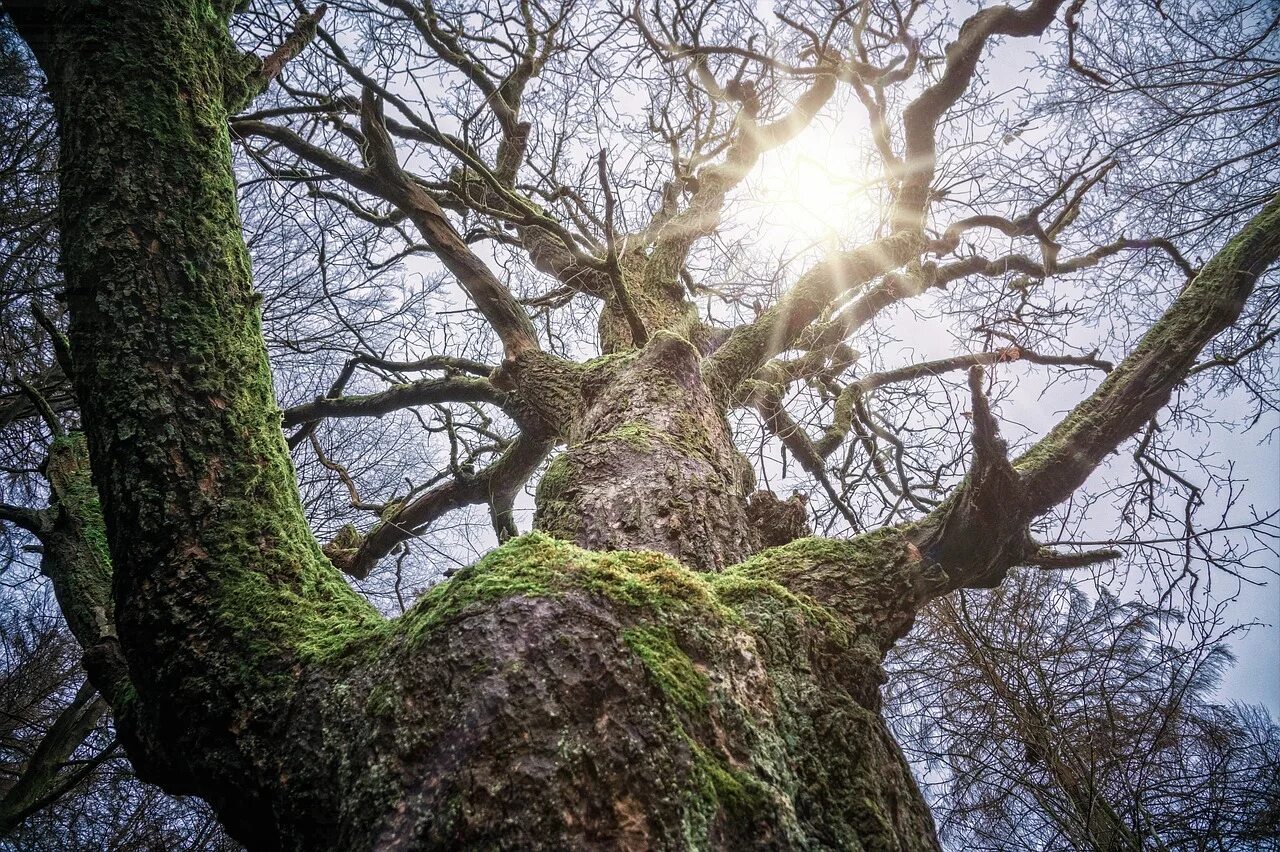 Old tree