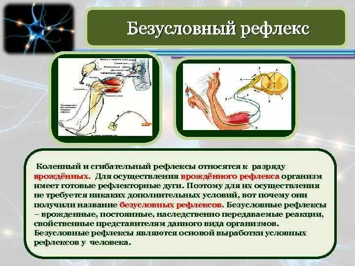 Врожденными рефлексами человека является. Коленный рефлекс относится к. Безусловный коленный рефлекс. Рефлекс нервная система. Коленный сгибательный рефлекс.