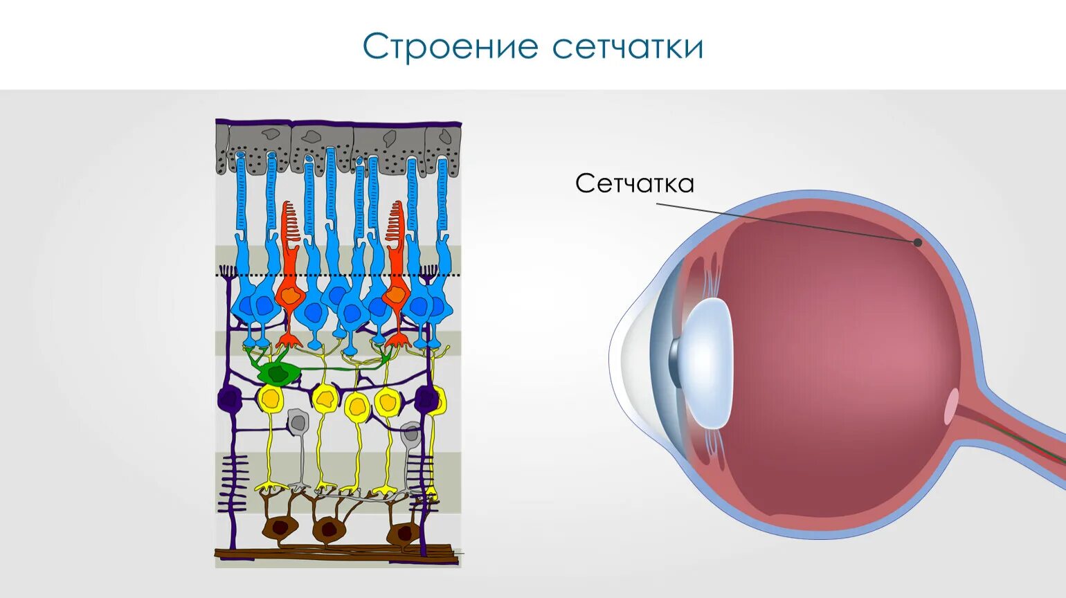 Фоторецепторы какой отдел. Строение глаза сетчатка глаза. Строение сетчатки глаза анатомия. Строение сетчатки глаза человека. Строение зрительной части сетчатки.