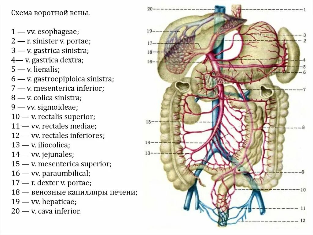 Воротная Вена печени анатомия. Верхняя воротная Вена анатомия. Портальная и воротная Вена. Кровоснабжение печени анатомия воротная Вена. Артерии органов брюшной полости