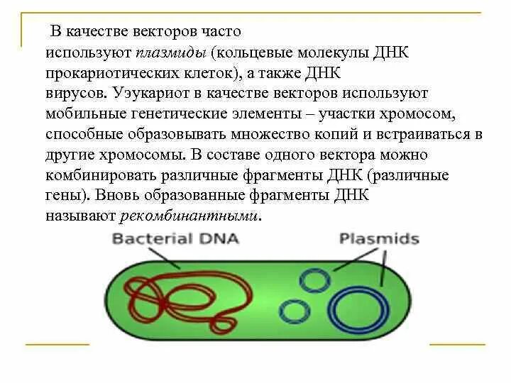 Кольцевые плазмиды. Плазмиды в генной инженерии. Векторы в генной инженерии. Использование в генной инженерии плазмиды. В качестве векторов часто используют плазмиды.