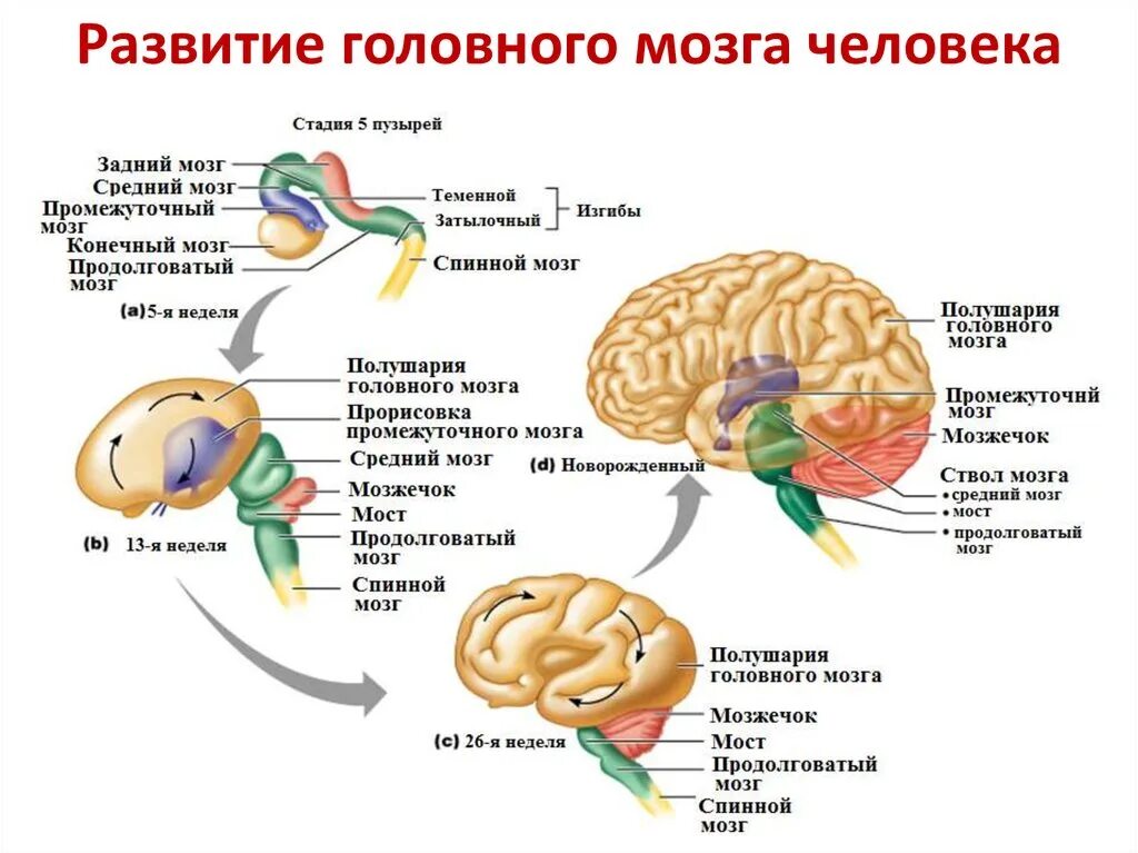 Развитие промежуточного мозга. Эволюция головного мозга человека. Физиология промежуточного мозга. Промежуточный мозг и полушария темы рефератов. Нарушение развития головного мозга