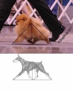 Шпица учит китайский язык