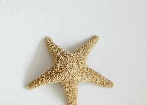 Морская звезда купить. Морская звезда игрушка. Серьги натуральные морские звезды. Морская звезда из крупы. Большая морская звезда из полистоуна.