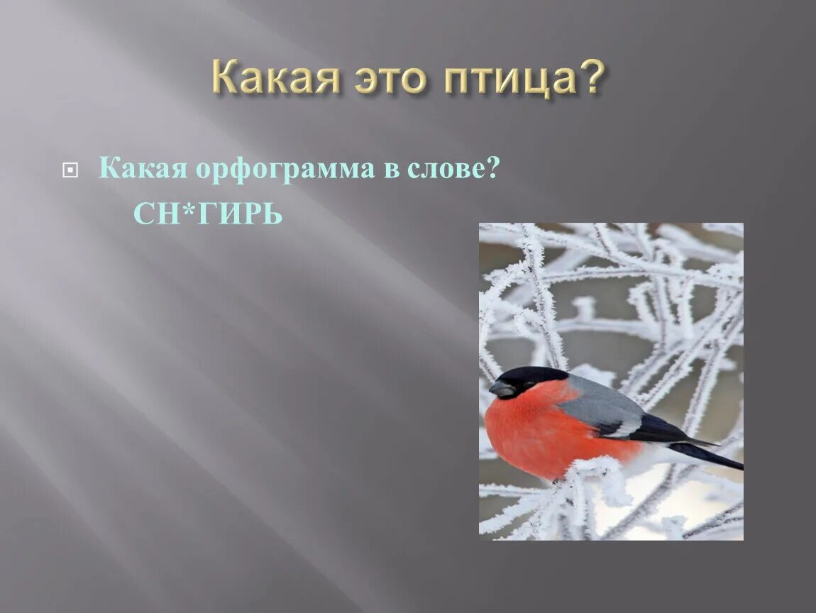 Найти слово птицы 3. Птицы орфограмма в слове. Орфограмма птички. Орфограмма в слове птичка. Все орфограммы в слове птицы.