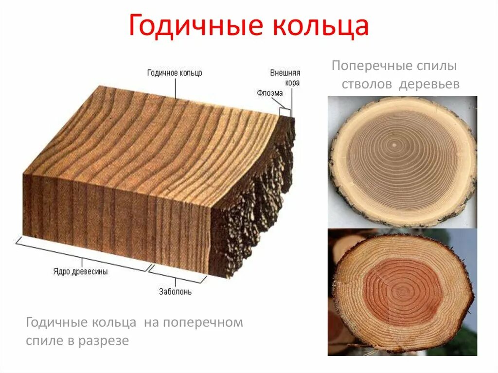 Древесные стебли образуются у. Строение стебля годичные кольца. Годичные кольца строение. Годичные кольца древесины строение. Спил ствола строение.