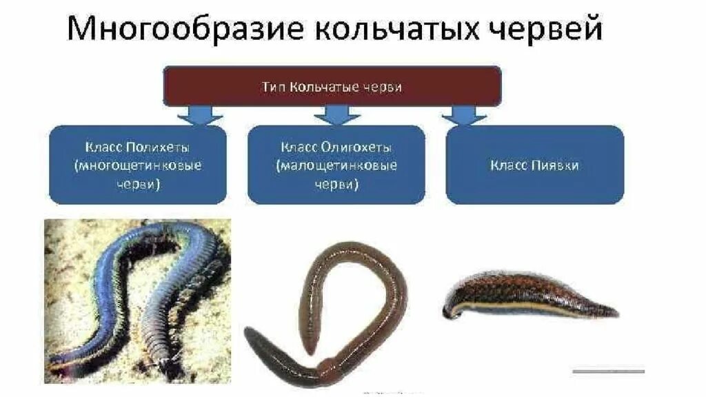 Особенности образа жизни червей. Тип кольчатые черви 7 класс биология. Кольчатые черви Первичноротые. Тип кольчатые черви, или кольчецы 7 класс биология. Биология 7 класс типы кольчатых червей.
