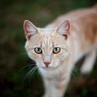 Светло желтая кошка