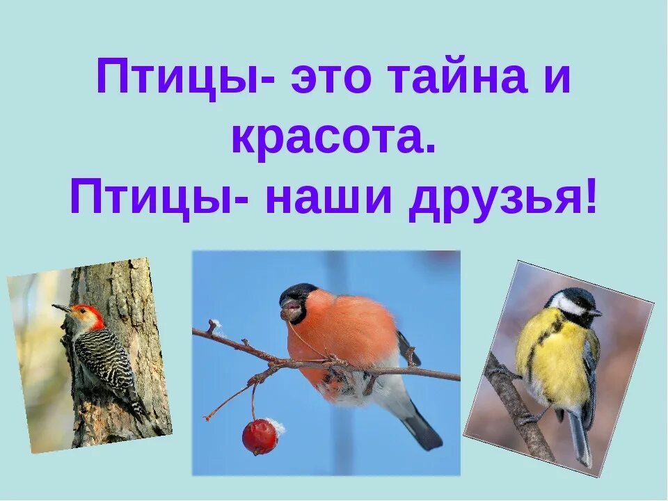 Презентация ко дню птиц для дошкольников. Птицы наши друзья. проект птицы наши друзья. птицы наши пернатые друзья. тема птицы наши друзья.
