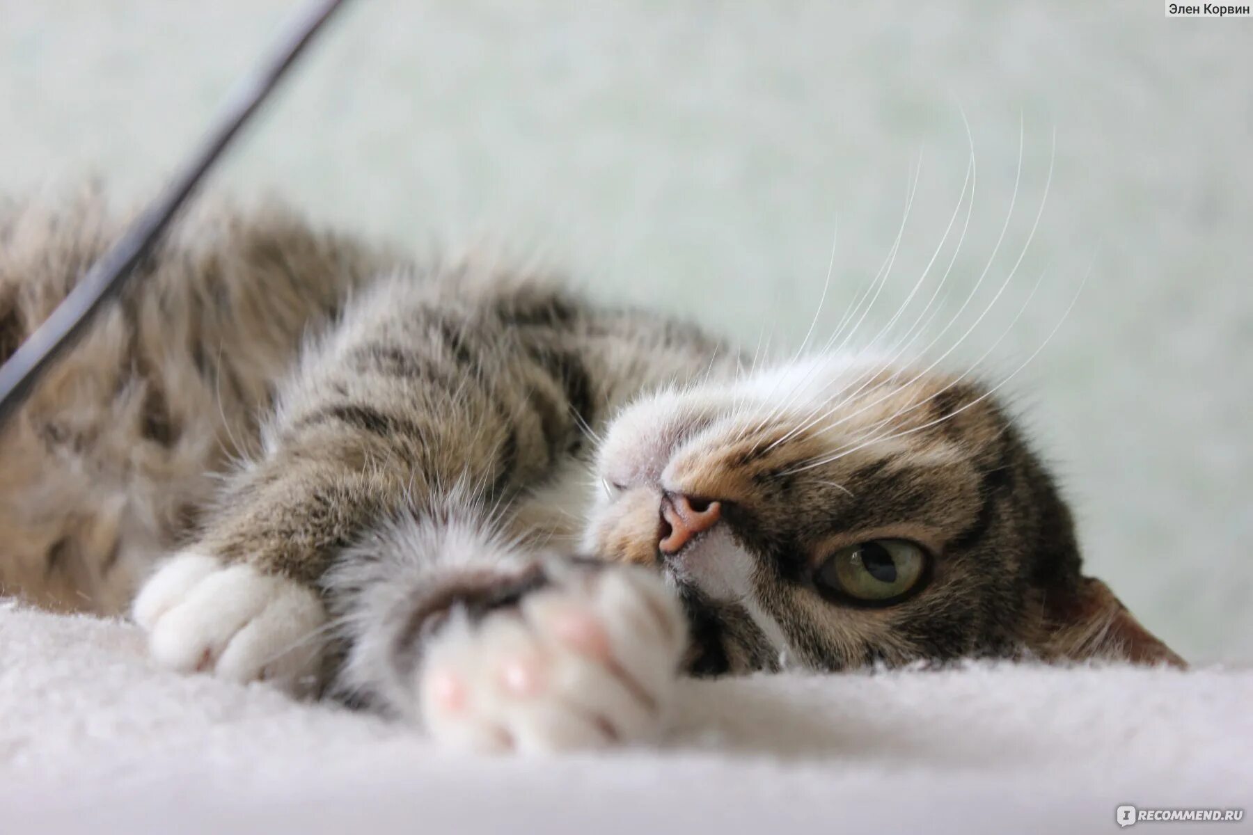 Поглаживание кошки. Кот с попугаем. Чей котёнок чернянка. Жизнь кошек видео. Жизнь кошек видео.