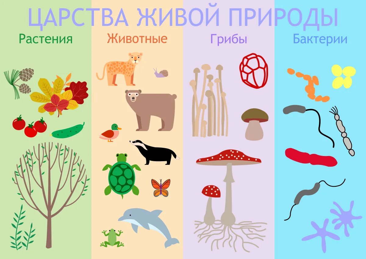 Царства живой природы. Окружающий мир царства природы. Царства живой и неживой природы. Царства живой природы для детей