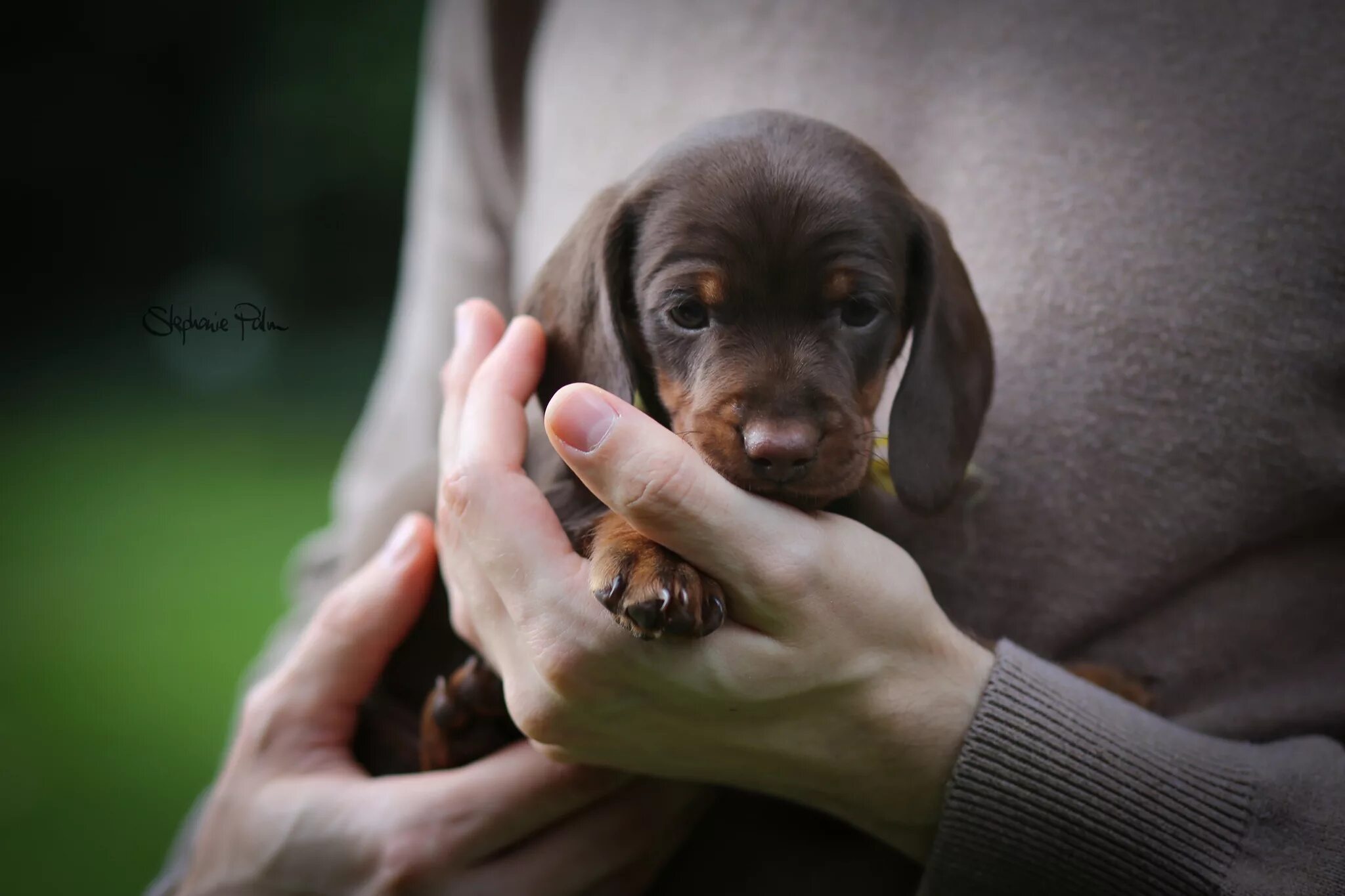 Девочка с щенком. Щенок на руках. Девушка с собачкой на руках. Держать собачонку 4. Щенок на руках.