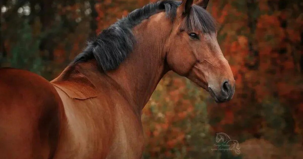Карабахский скакун. П лошадей. Деревенские лошади. Арабская лошадь узбекский язык. П лошадей.