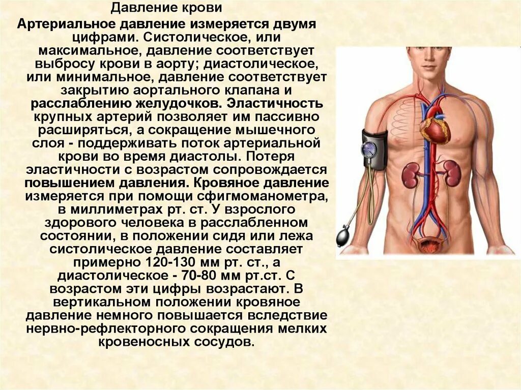 Определение систолического и диастолического артериального давления