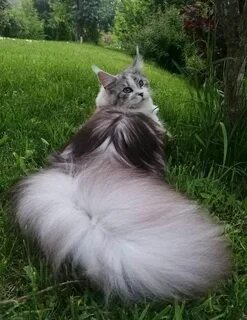 Мохнатую кошачью