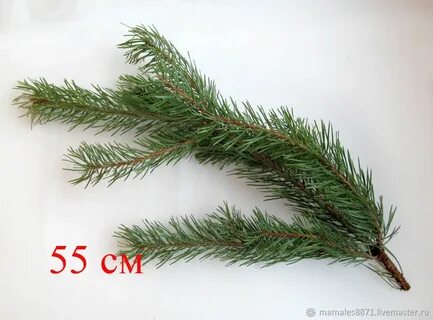 Свежая сосна