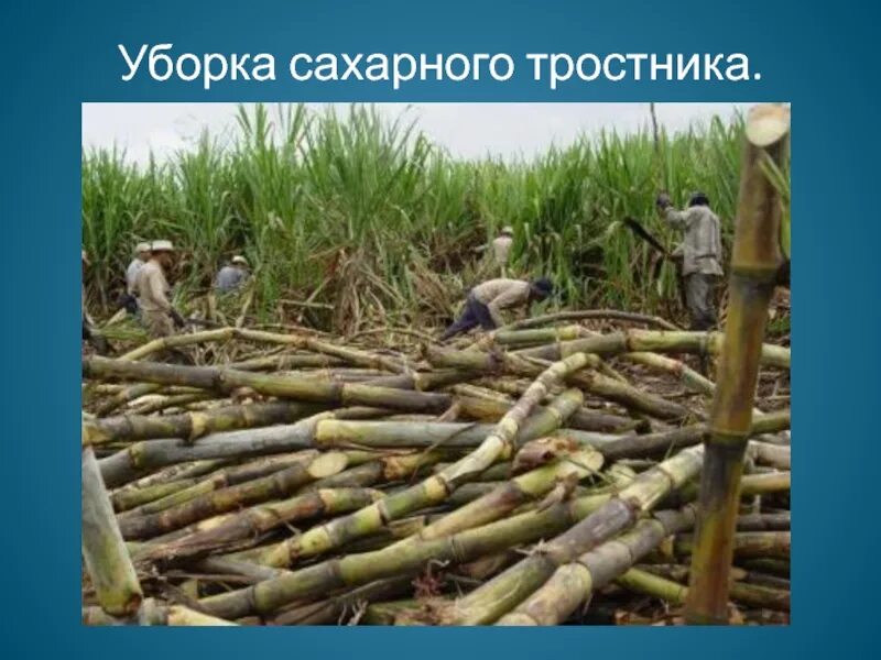 Куба сахарный тростник плантации. Поле сахарного тростника. Сахарный тростник в бразилии. Сахарный тростник и негр. Уборка тростника 5 букв сканворд.