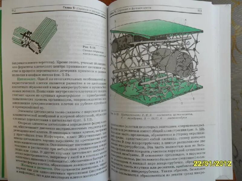 Биология 10-11 класс Захаров Мамонтов Сонин. Биология 10 класс Захаров Мамонтов Сонин. Захаров Мамонтов биология 10 класс углубленный уровень. Учебник биология 10 класс Захаров Мамонтов Сонин.