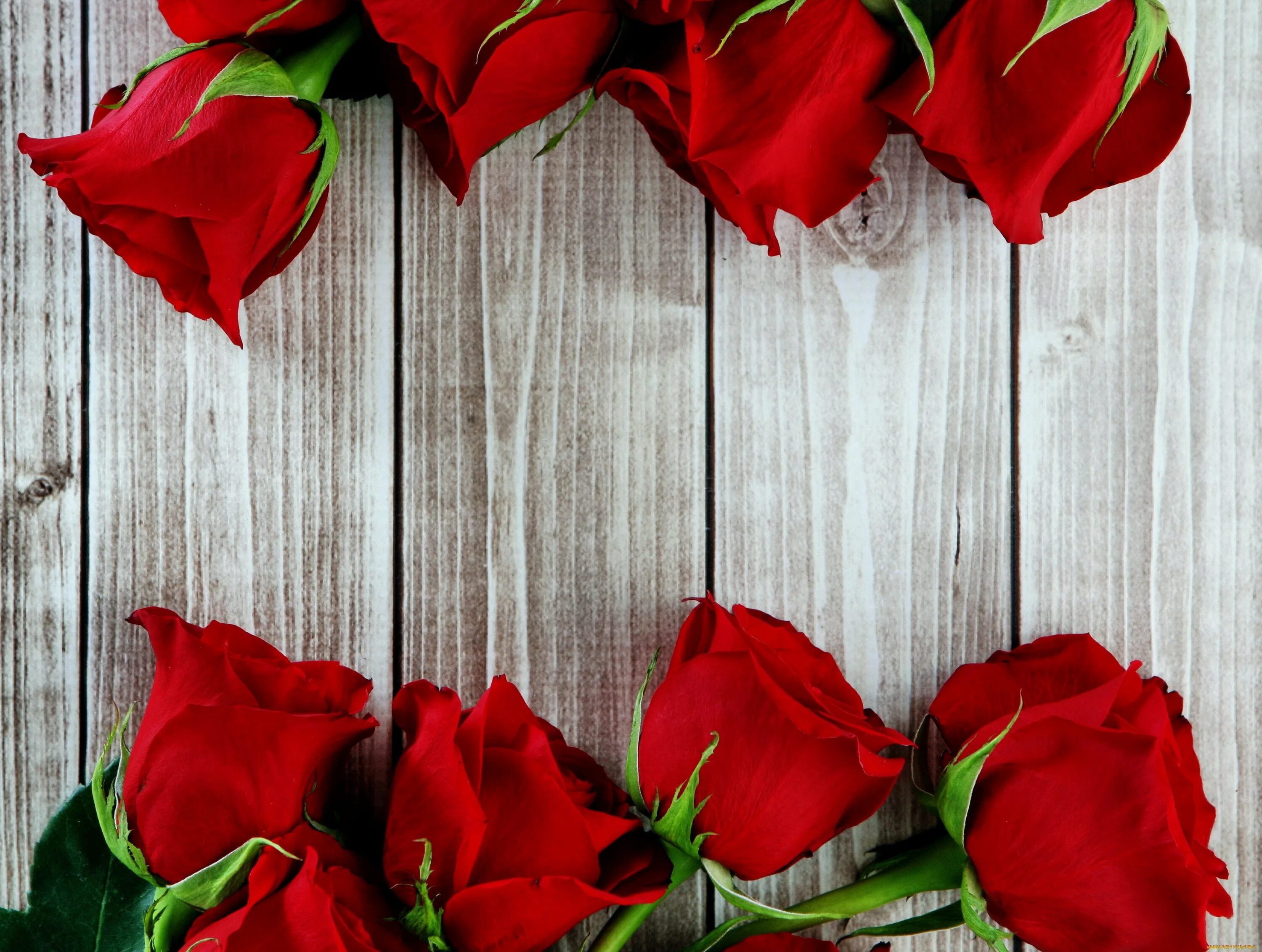 Rose background