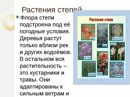 Степи сообщение 4 класс