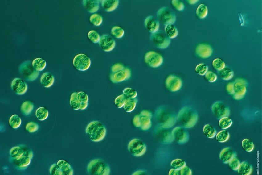 Паттерн микробы. Клетка микроба. Хламидомонада, хлорококк, хлорелла. Хлорелла фитопланктон. Молекулы зеленый клетка.