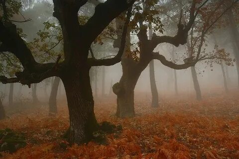 The trees look