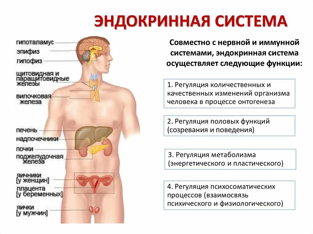 Функции эндокринной системы человека кратко. .Система желез внутренней секреции. Функции. Эндокринная система функции кратко. Главный орган эндокринной системы.