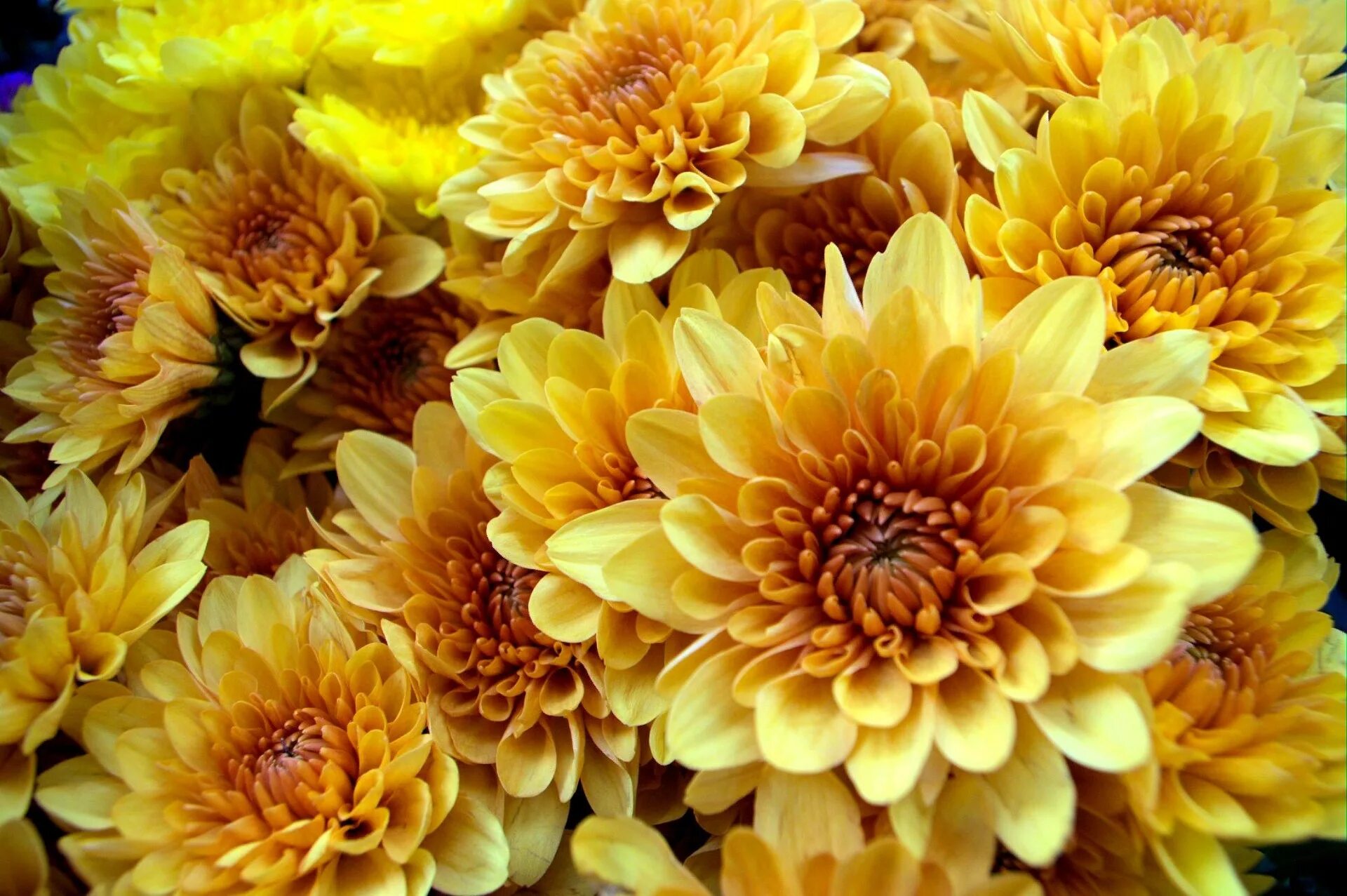Цветы желтые хризантемы. Хризантема индийская Фуджи бронз. Хризантема Даниэль Еллоу. Хризантема Копикет Еллоу.
