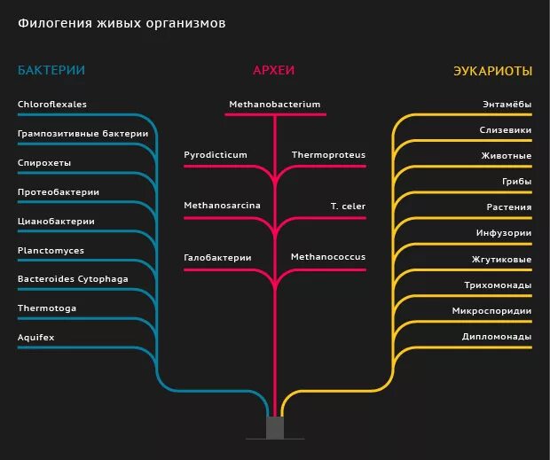 Филогенетическое дерево бактерий. Филогенетическое Древо эукариот. Филогенетическое Древо Архей. Классификация живых организмов.