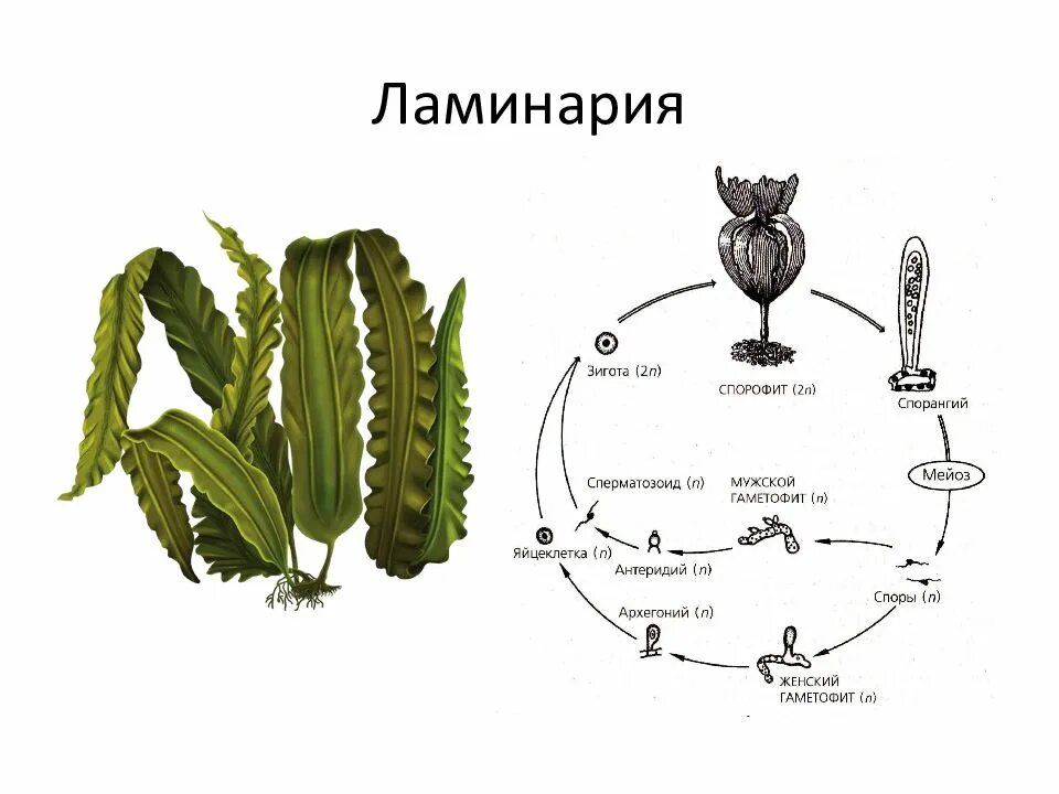 Гаметофит 2 спорофит. Спорофит ламинарии. мужской гаметофит у ламинарии. жизненный цикл ламинарии схема. размножение ламинарии схема.