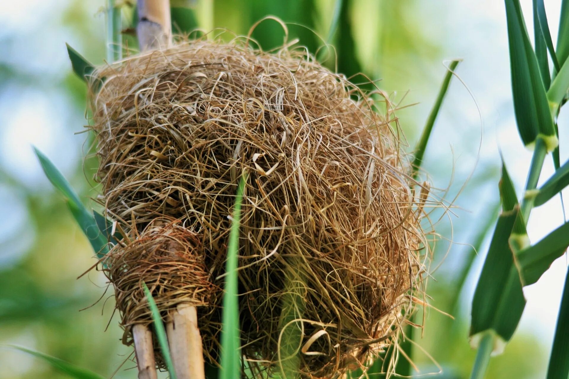 Plant nest. Птичье гнездо растение. Гнездо в траве. Птичье гнездо в траве. Гнезда насекомых.