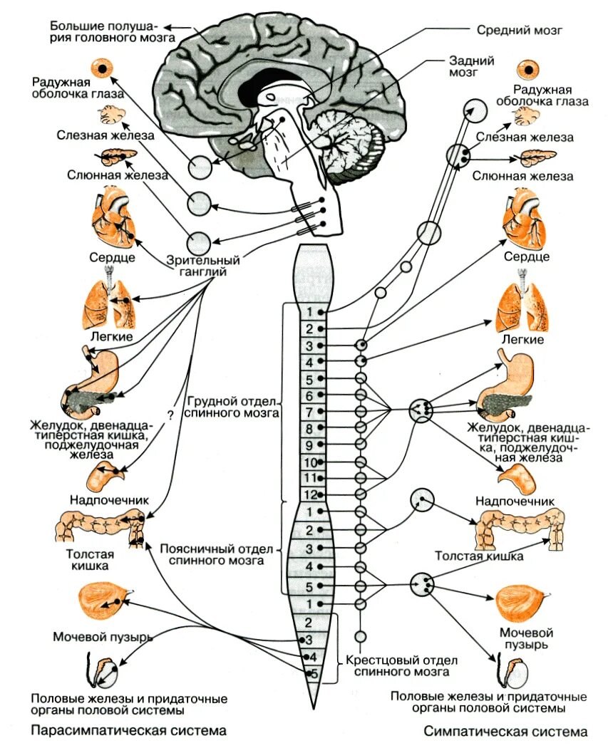 Управление импульс мозга. Вегетативные ядра спинного мозга. Вегетативный отдел нервной системы головного мозга. Отделы вегетативной нервной системы схема. Вегетативная нервная система схема спинного мозга.
