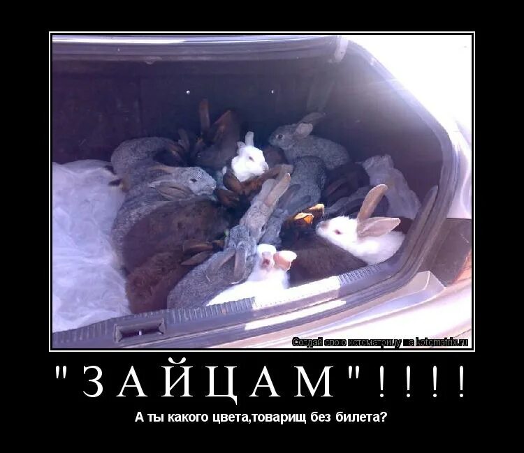 без товарищей