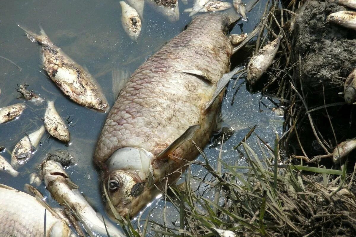 Мертвая ловля. Загрязнение водоемов. Рыбы в водоеме.