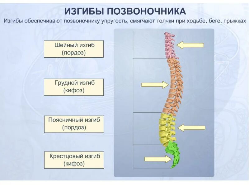 Позвоночный столб формирование изгибов строение движения. Физиологические изгибы позвоночного столба. позвоночник имеет физиологических изгибов. физиологическая кривизна позвоночника. позвоночный столб физиологические изгибы.