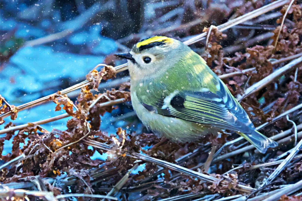 Королек 7. Птичка желторотый королек. Маленькая птица зимой ныряет в ключи приморского края. Золотоголовый королек. Синица лазоревка королёк.