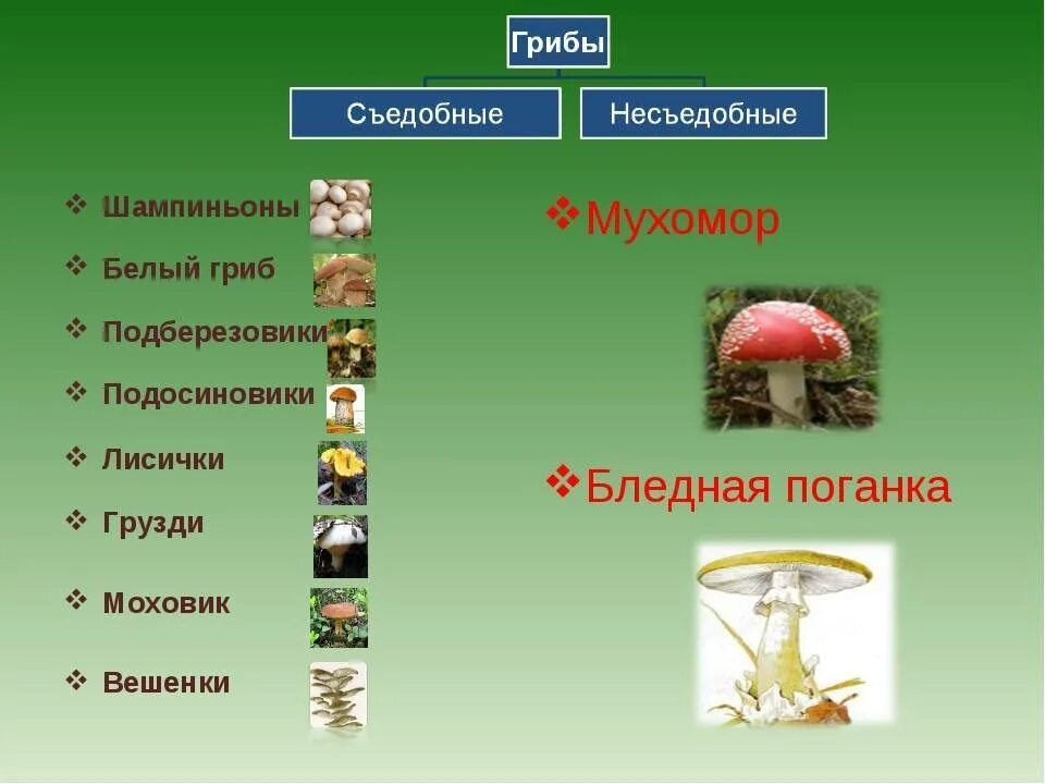 Из перечисленных названий организмов выберите. Грибы мухомор подосиновик белый гриб Лисичка. Грибы относящиеся к поганкам. К какой группе относится белый гриб. Грибы относятся к организмам.