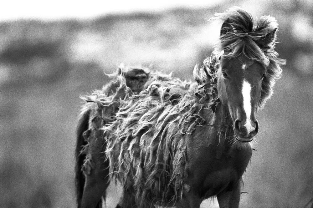 Дикие лошади острова Сейбл. Фавн Wild Horse Island. Пони острова Сейбл. Дикая лошадь на острове в Канаде.