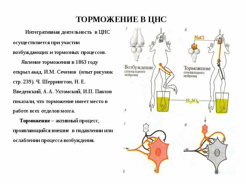 Торможение в ЦНС Сеченов. Сеченов торможение рефлексов. «Центральное торможение (опыт и.м. Сеченова). Опыт Сеченова торможение в ЦНС.