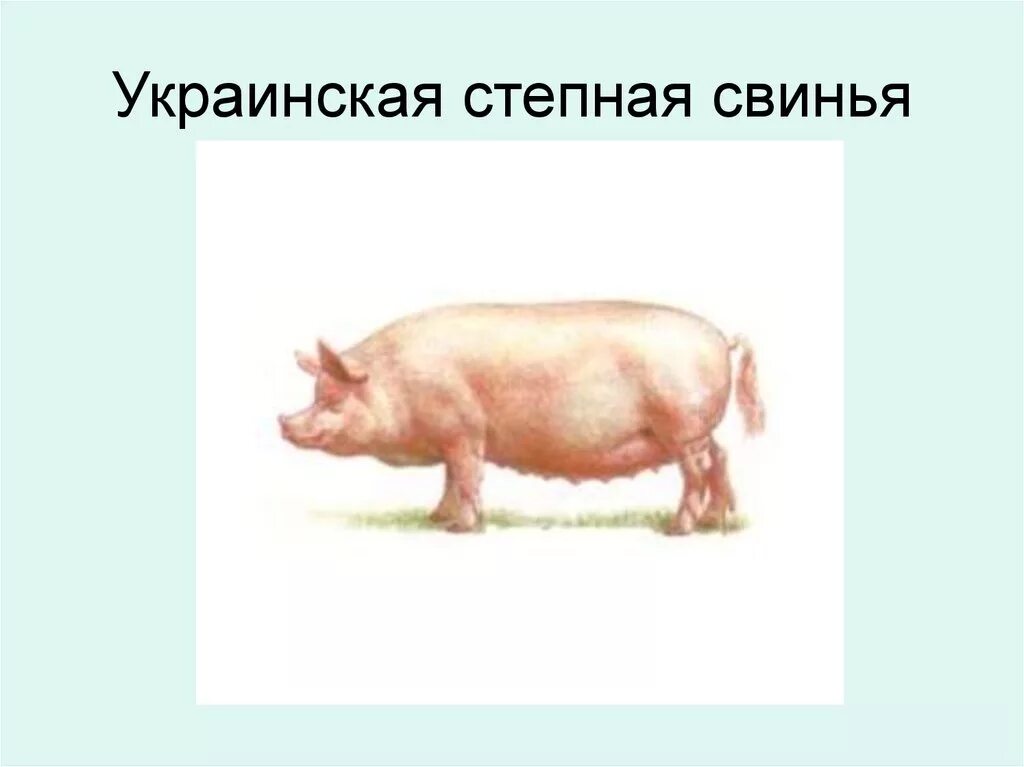 Украинская Степная порода свиней. Украинская порода свиней ландрас Степная. Украинская белая Степная порода свиней Иванов. Украинская белая порода свиней. Степная свинья