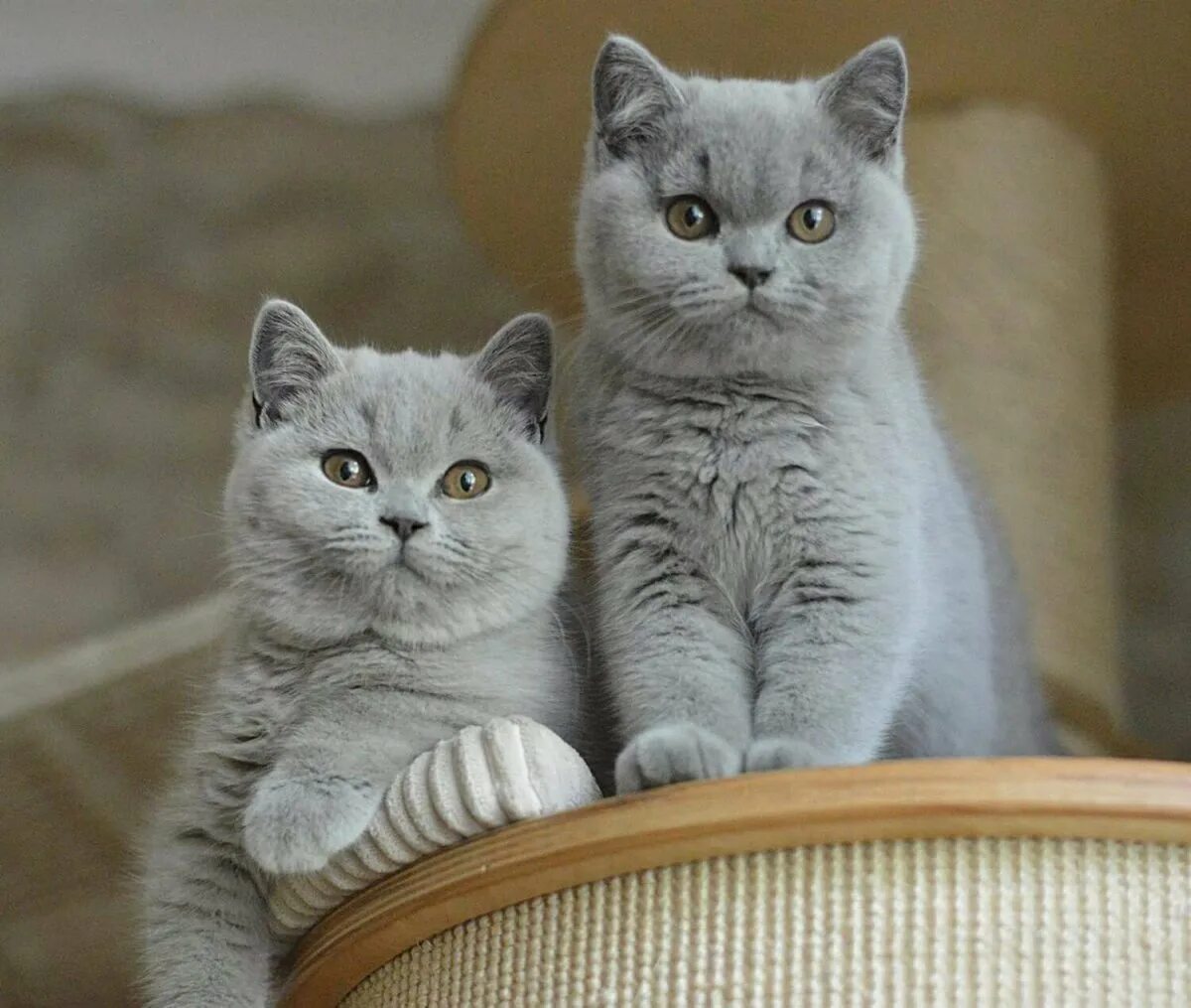 Какие есть британские коты. Британская короткошёрстная кошка котята. британский короткошерстный кот. british shorthair котенок. британские котята бритиш шортайр.