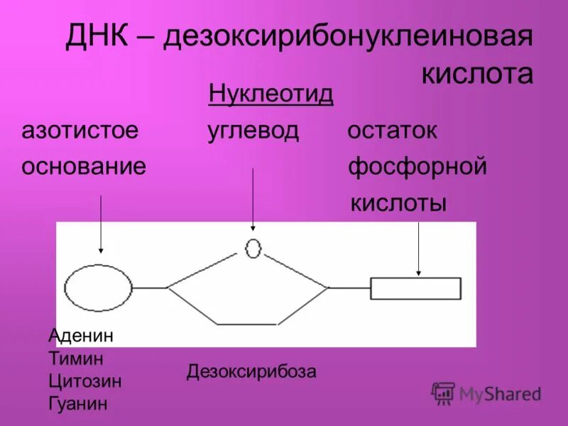 Нуклеотиды углеводы днк