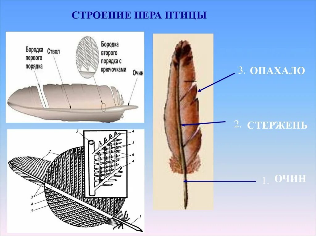 Строение пера птицы ответы. Строение пера. Перо строение. Строение контурного пера птицы. Строение птичьего пера.