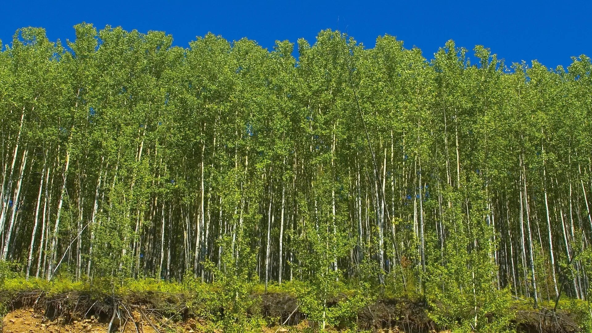 лиственный лес в ленинградской области. леса южного урала. береговой лиственный лес 6 букв. береговой лиственный лес 6 букв. хвойно-широколиственный лес.